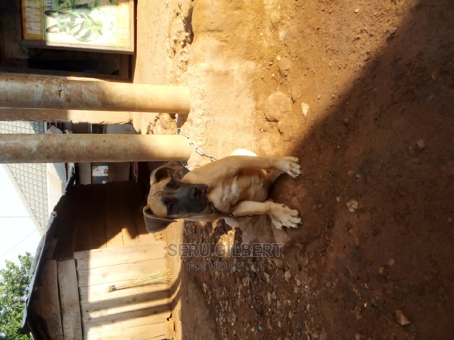 3-6 months Female Purebred Boerboel