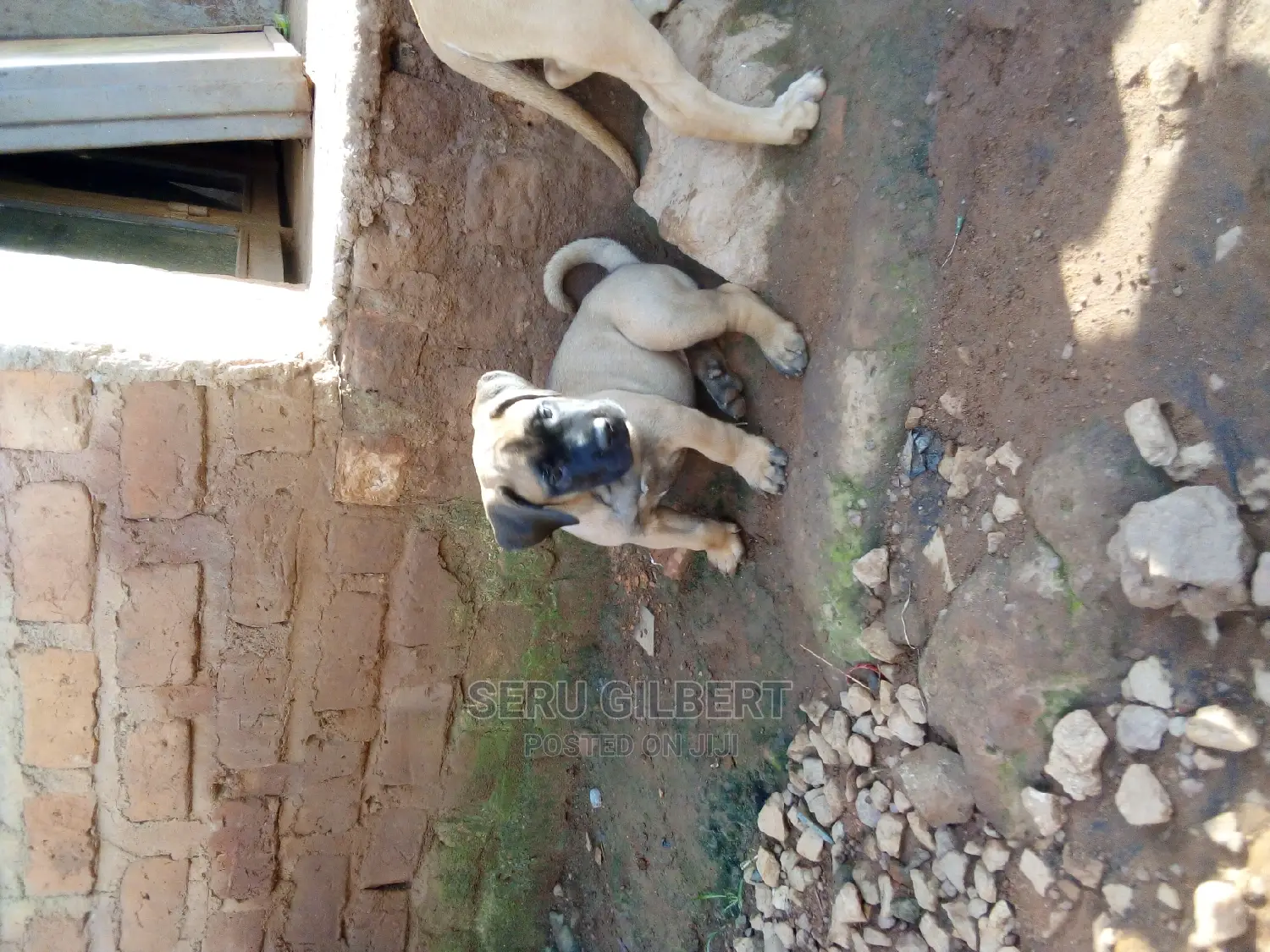 1-3 months Male Purebred Boerboel