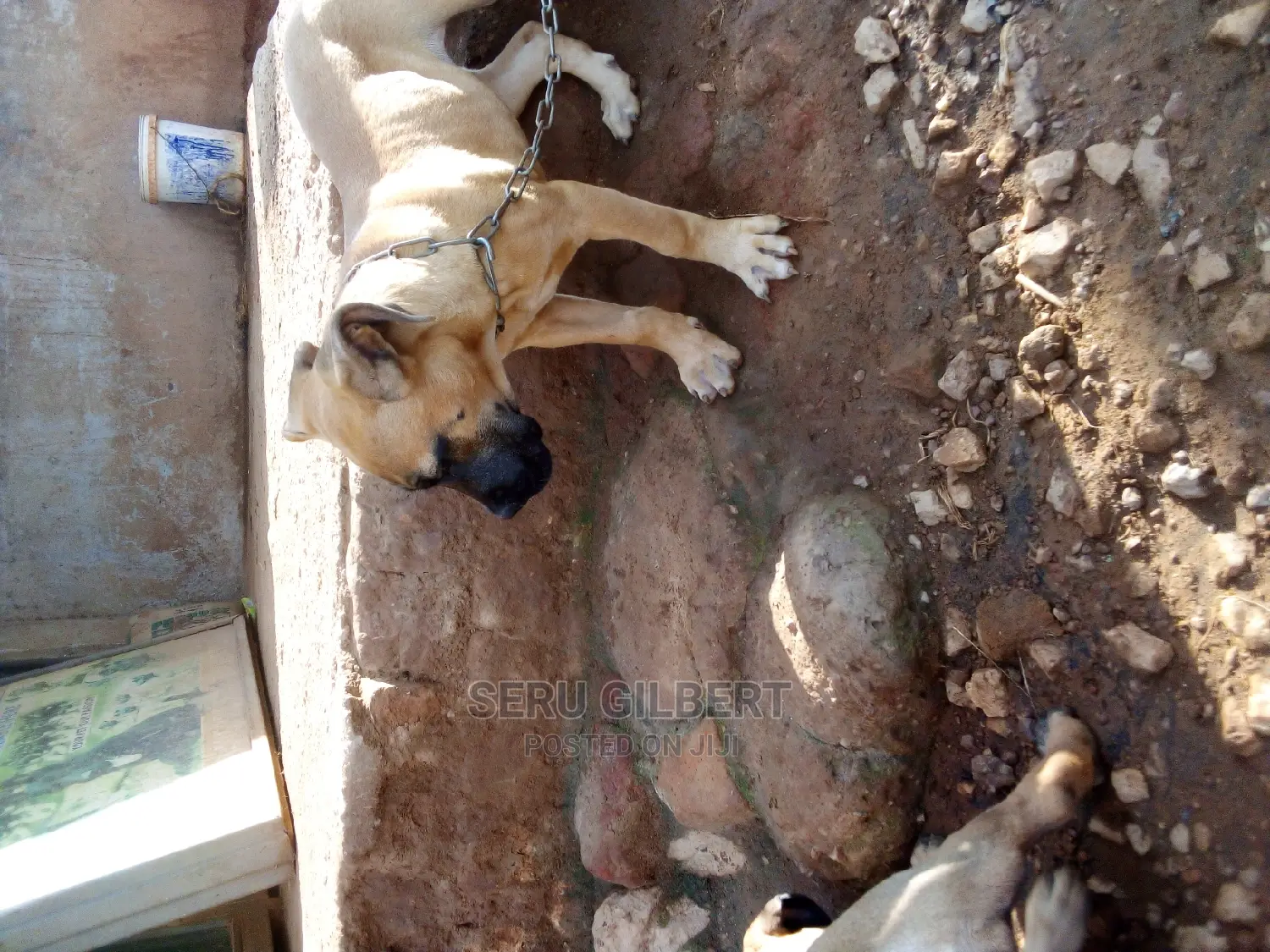 1-3 months Male Purebred Boerboel