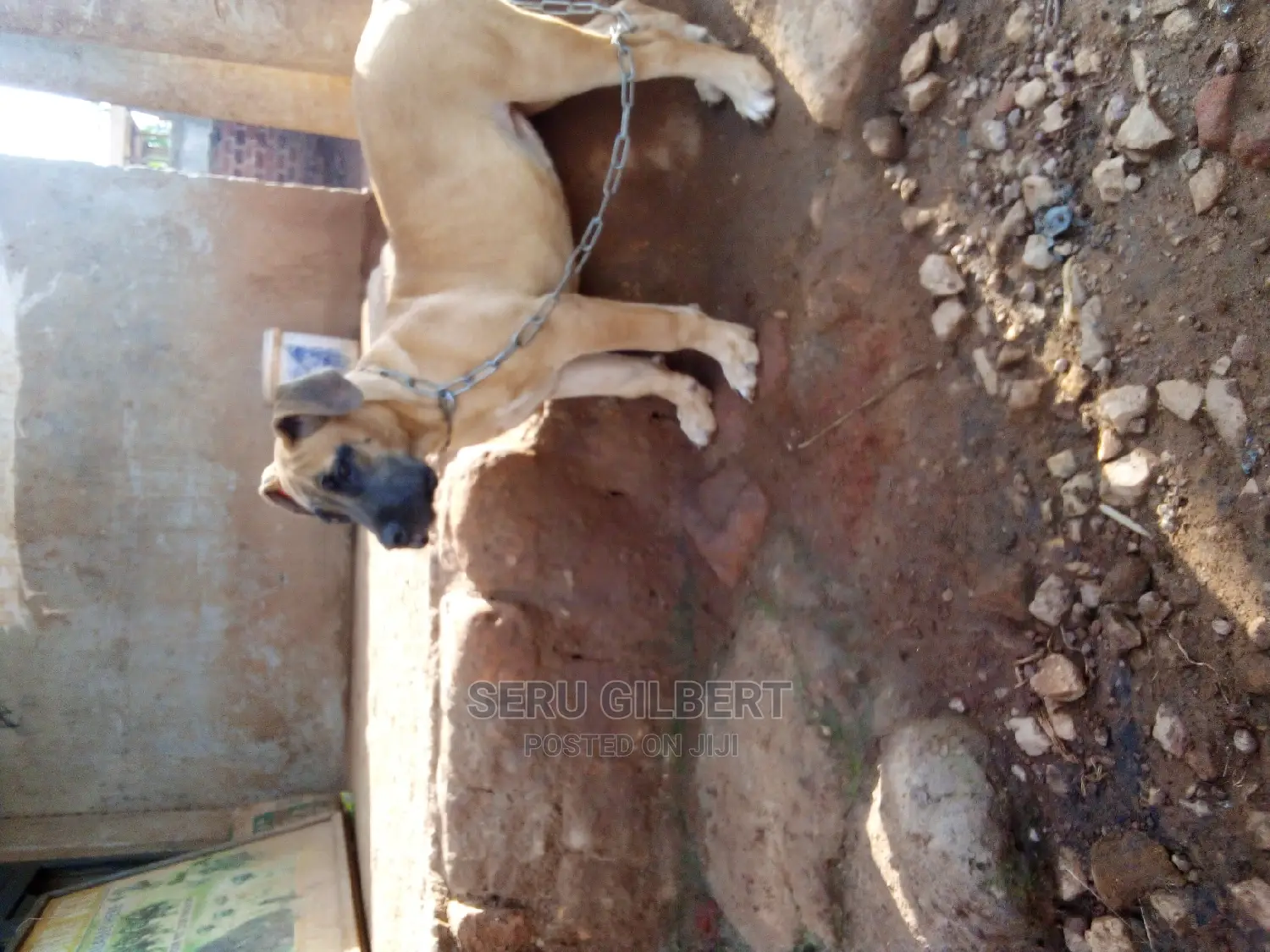 1-3 months Female Purebred Boerboel