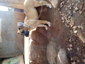 1-3 months Female Purebred Boerboel