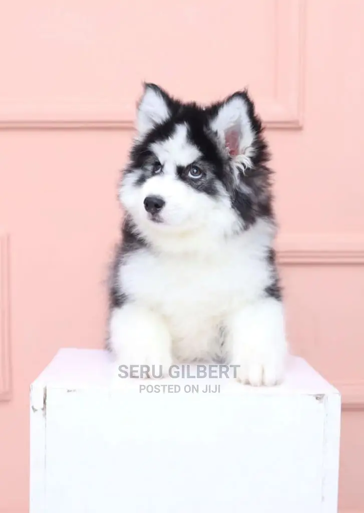 3-6 months Male Purebred Siberian Husky