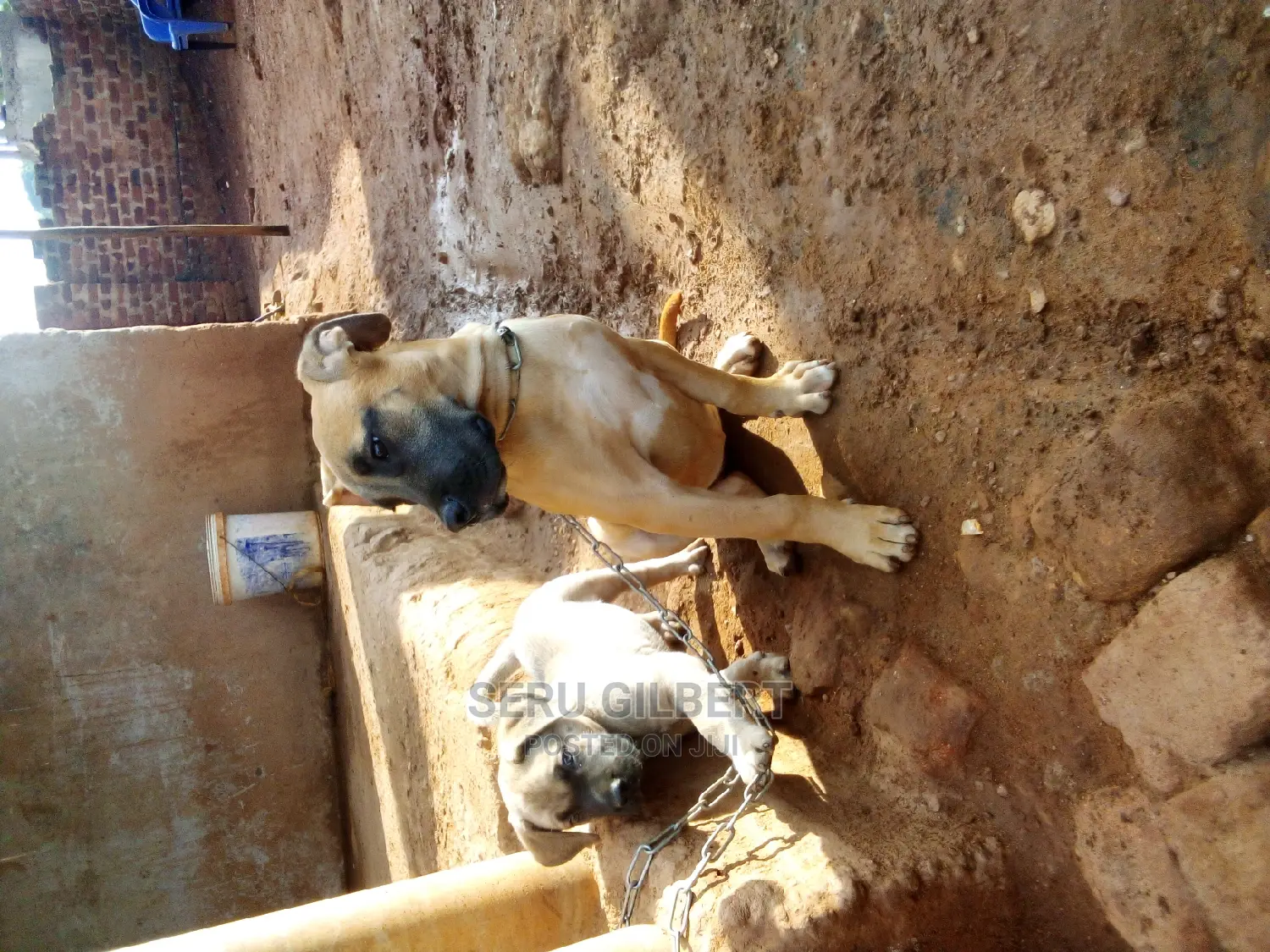 1-3 months Male Purebred Boerboel