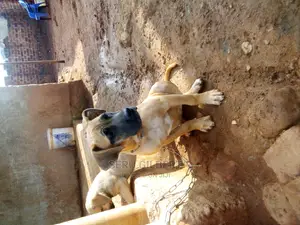 1-3 months Male Purebred Boerboel
