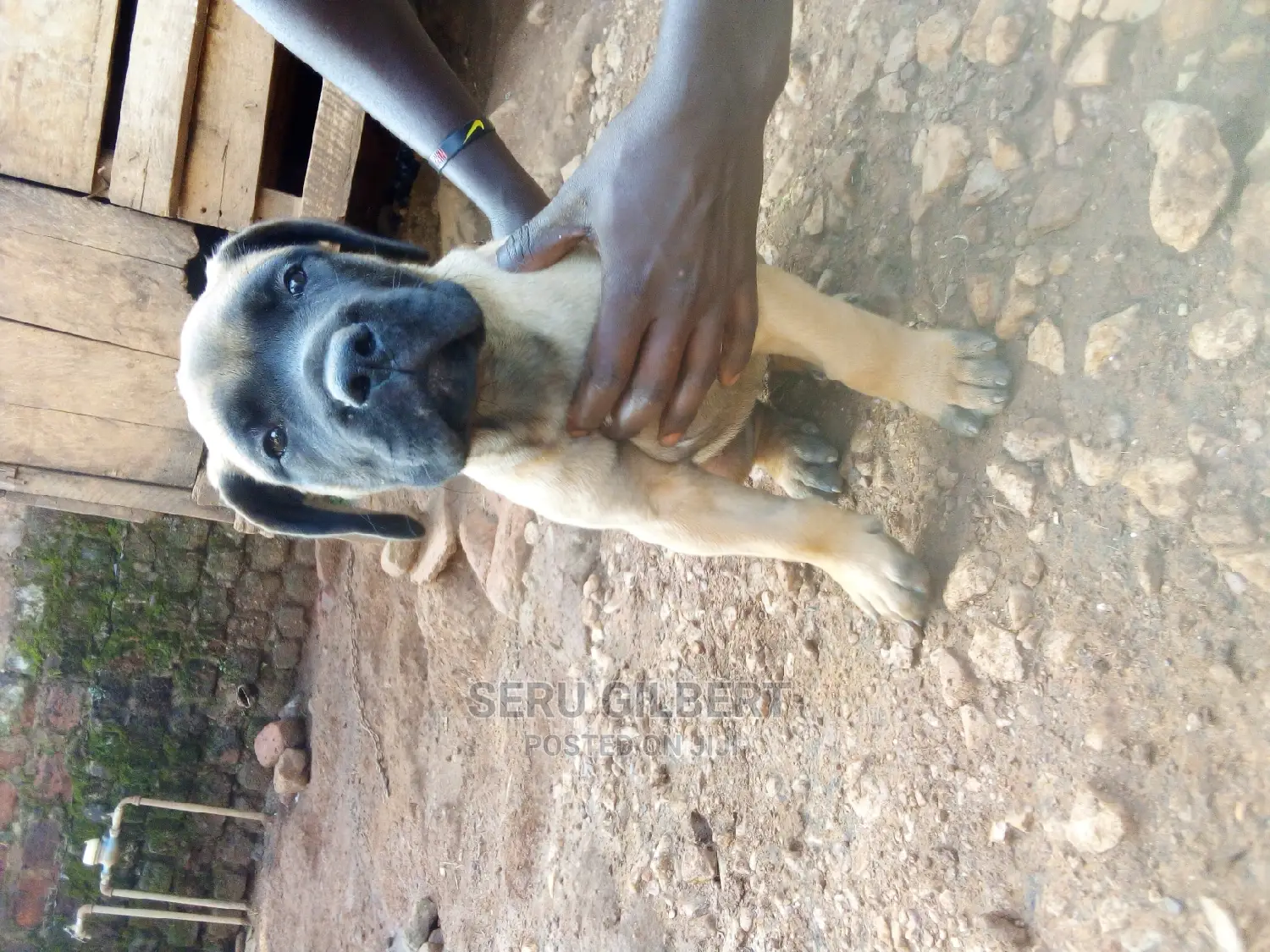 1-3 months Male Purebred Boerboel