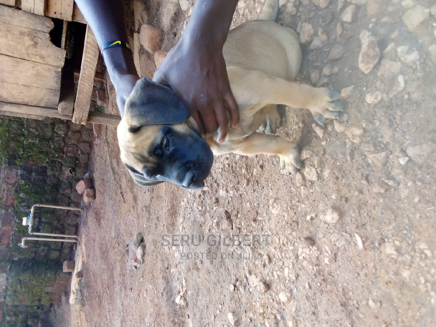 1-3 months Male Purebred Boerboel