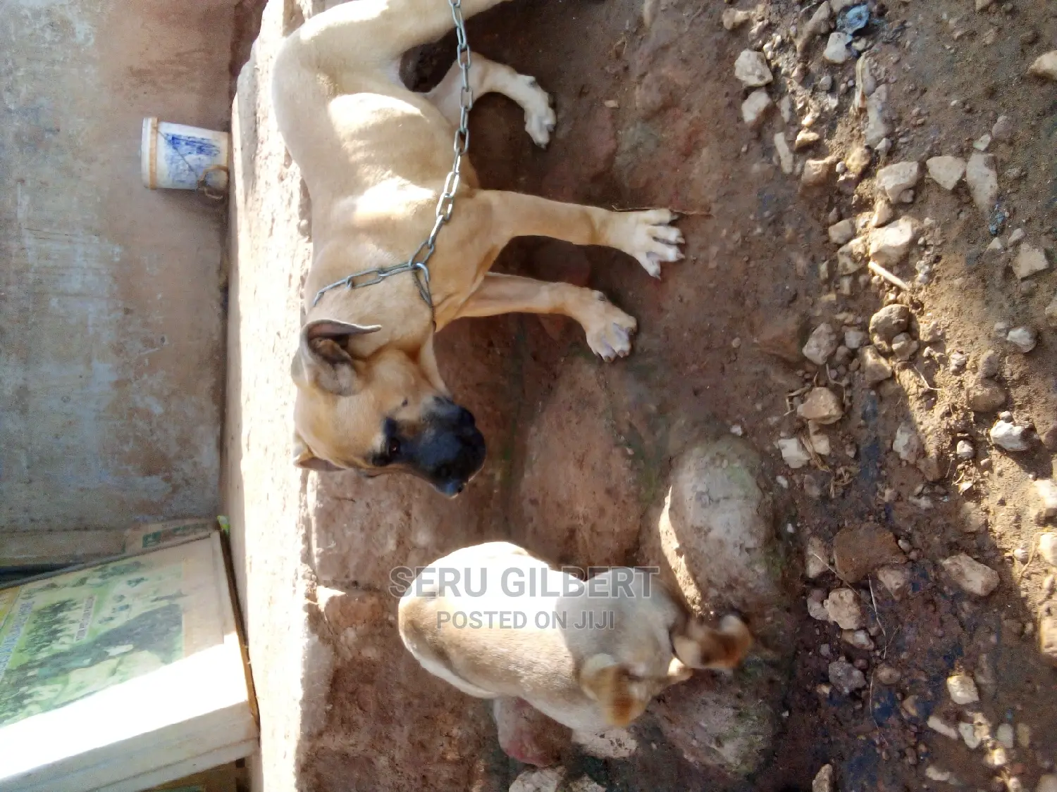 1-3 months Male Purebred Boerboel