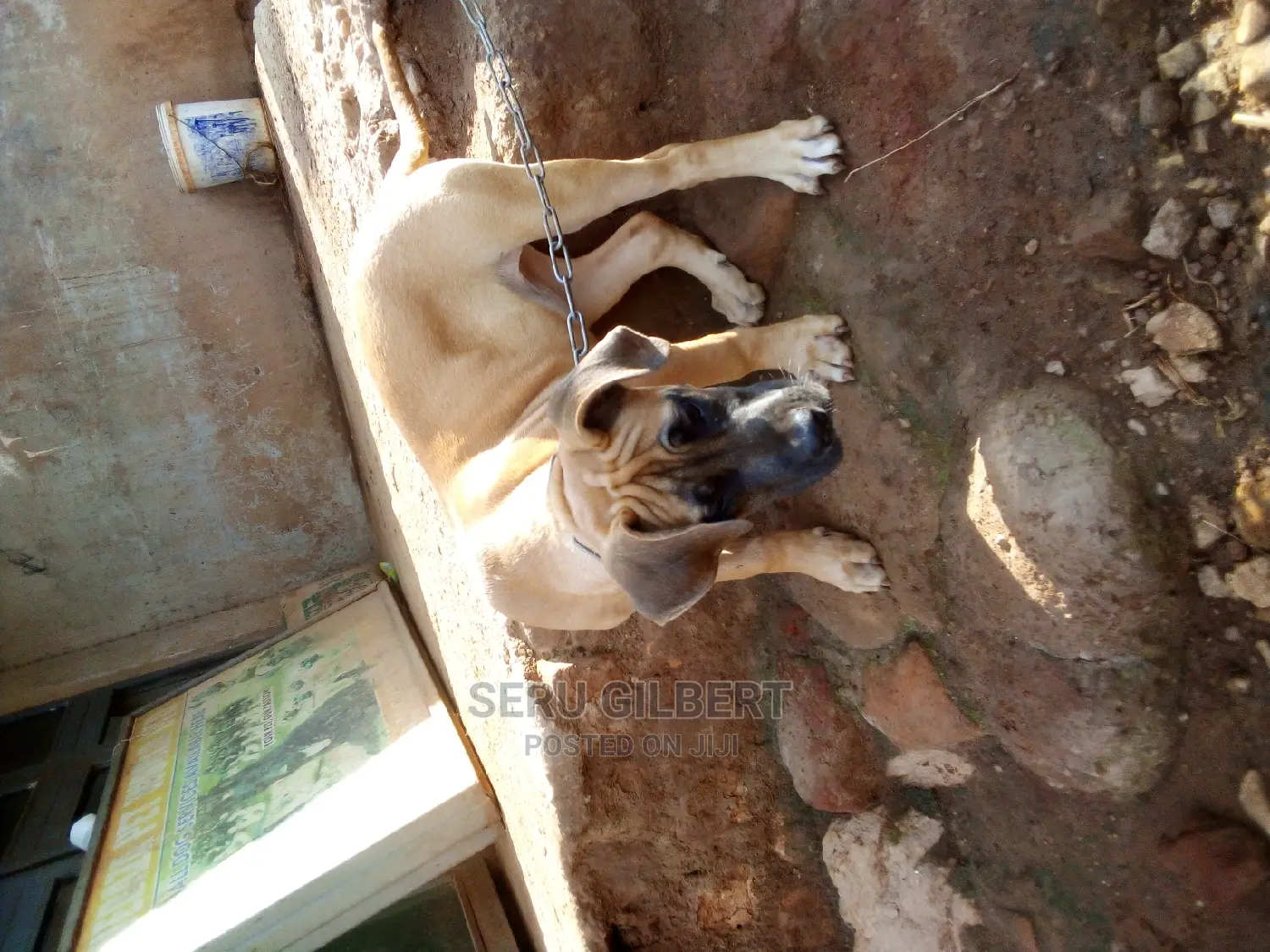 1-3 months Male Purebred Boerboel