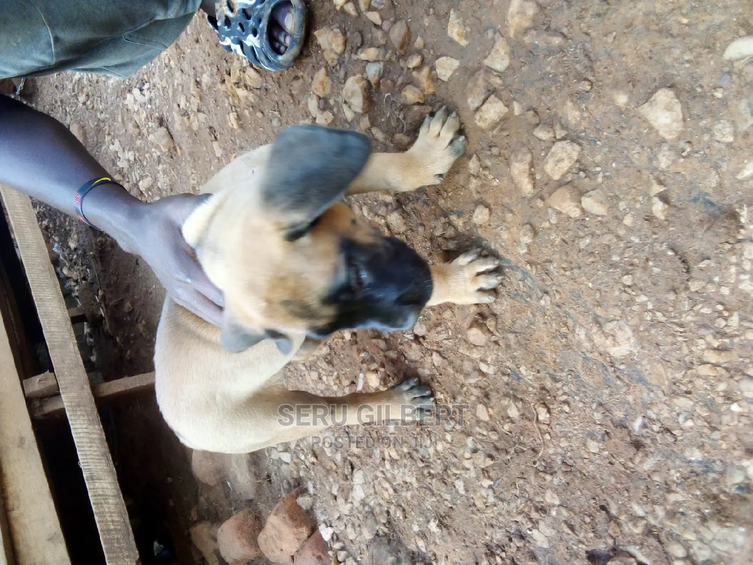 3-6 months Female Purebred Boerboel