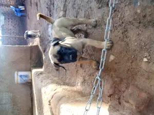 3-6 months Male Purebred Boerboel