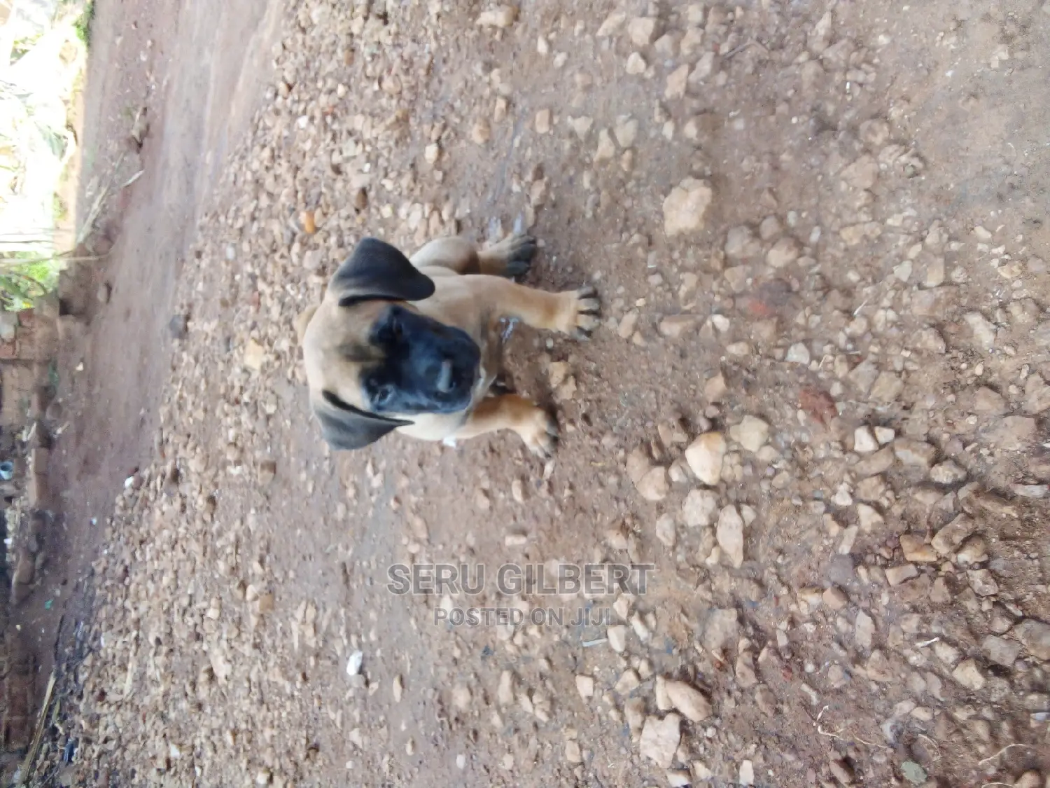 3-6 months Male Purebred Boerboel