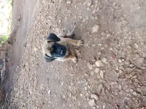 3-6 months Male Purebred Boerboel