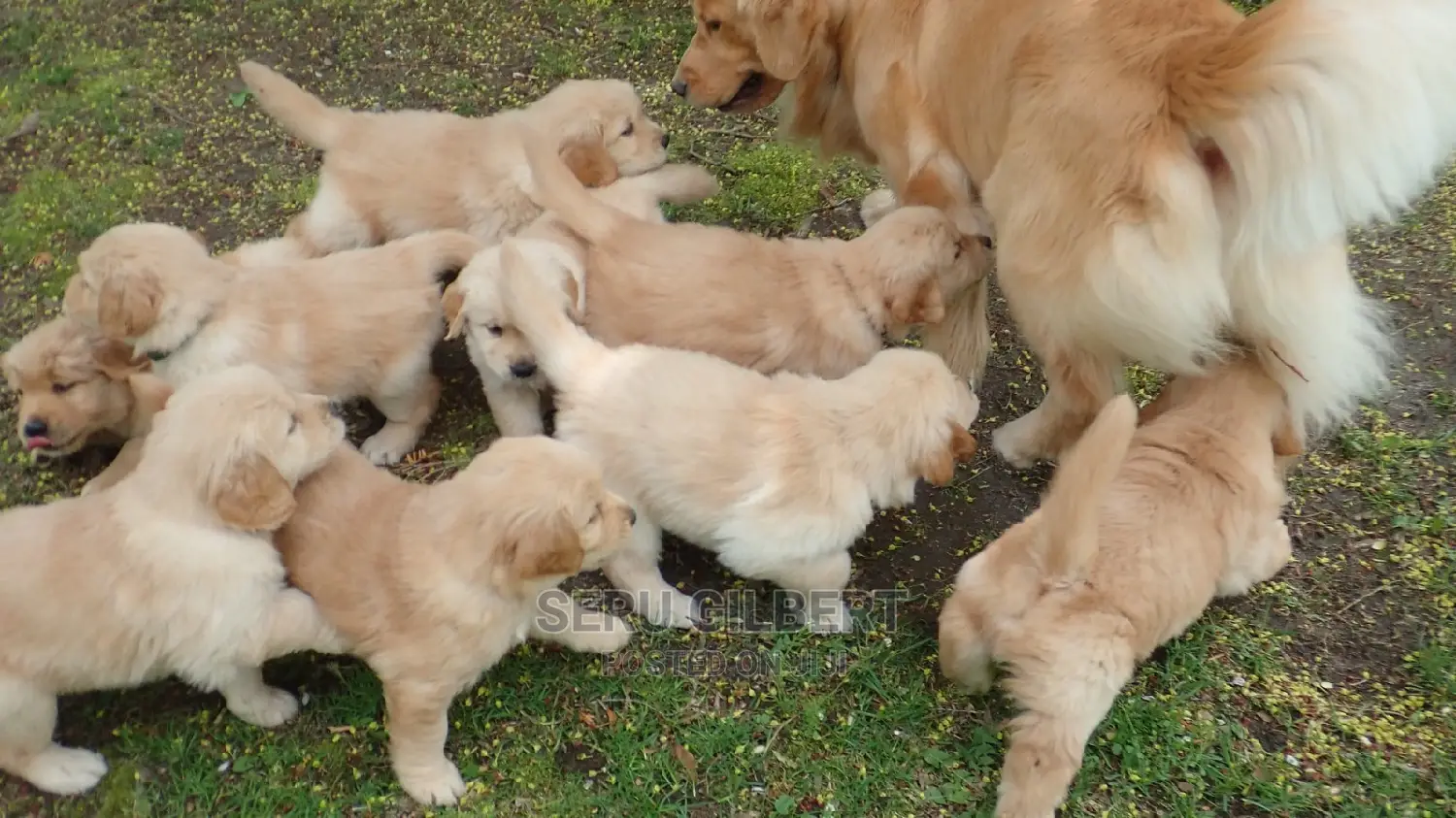 1-3 months Female Purebred Golden Retriever