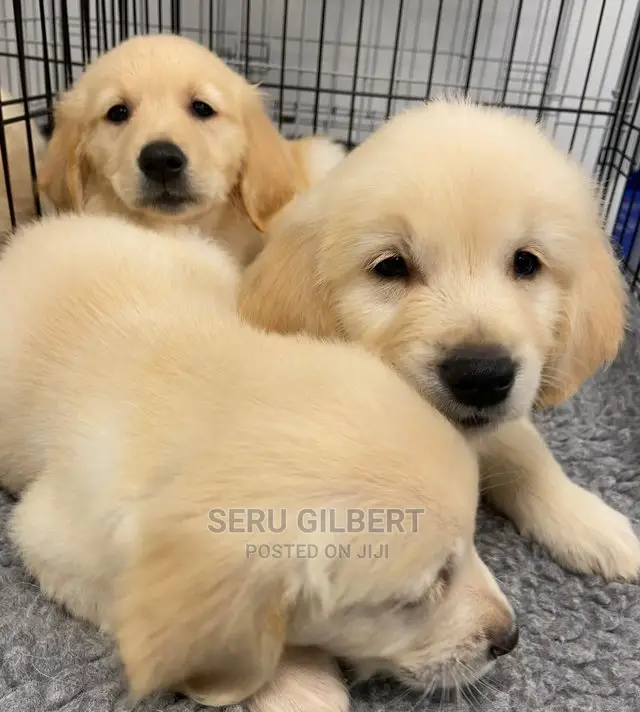 0-1 month Male Purebred Golden Retriever