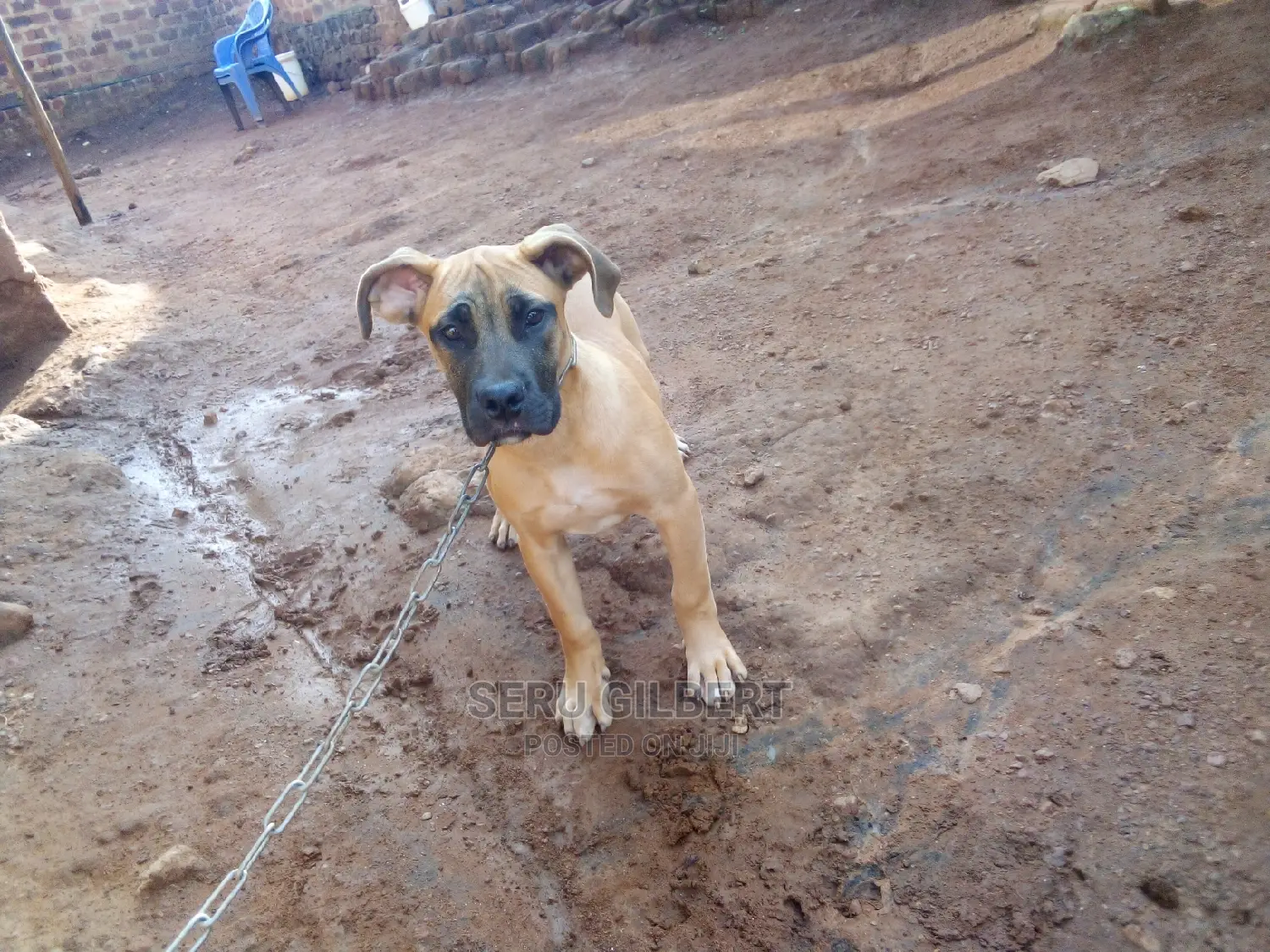 1-3 months Female Purebred Boerboel