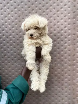1-3 months Male Purebred Maltese