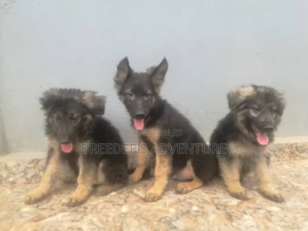 1-3 months Female Purebred German Shepherd