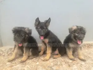 1-3 months Female Purebred German Shepherd
