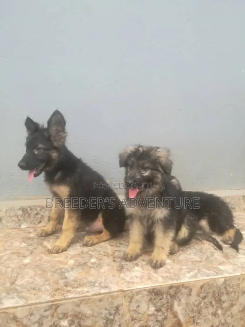 1-3 months Female Purebred German Shepherd