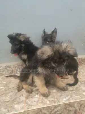 1-3 months Male Purebred German Shepherd