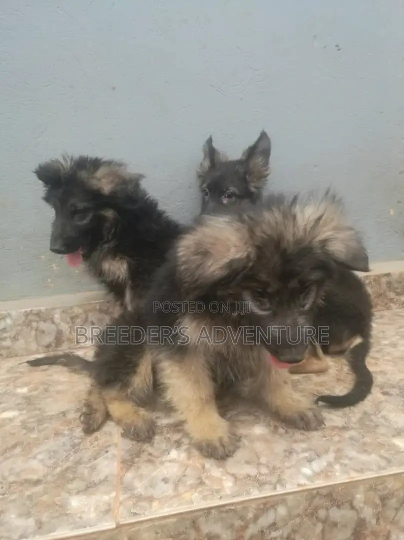 1-3 months Male Purebred German Shepherd