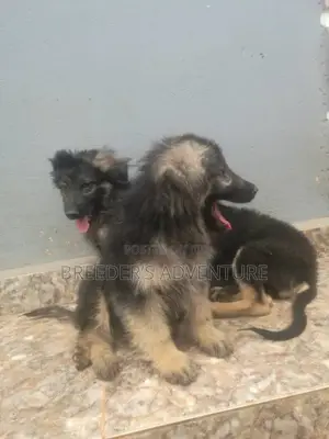 1-3 months Male Purebred German Shepherd