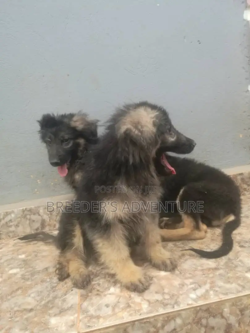 1-3 months Male Purebred German Shepherd