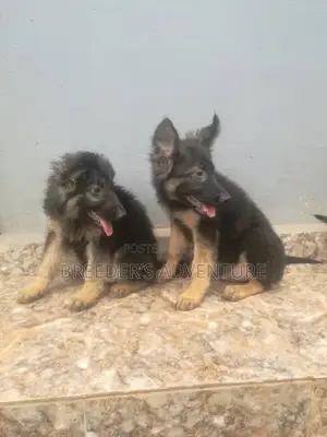 1-3 months Male Purebred German Shepherd