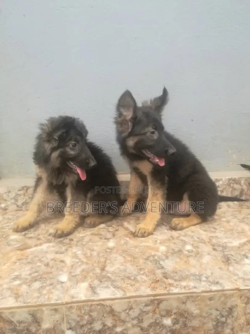 1-3 months Male Purebred German Shepherd