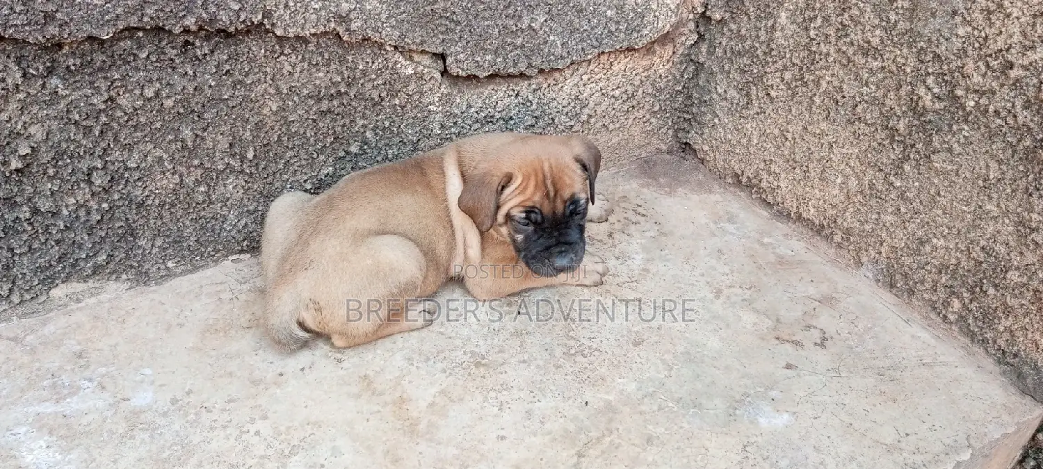 1-3 months Male Purebred Boerboel