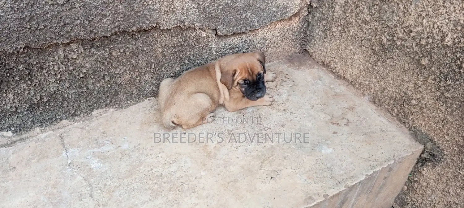 1-3 months Male Purebred Boerboel
