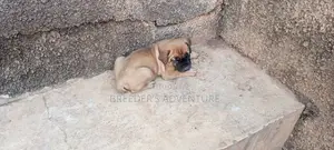 1-3 months Male Purebred Boerboel