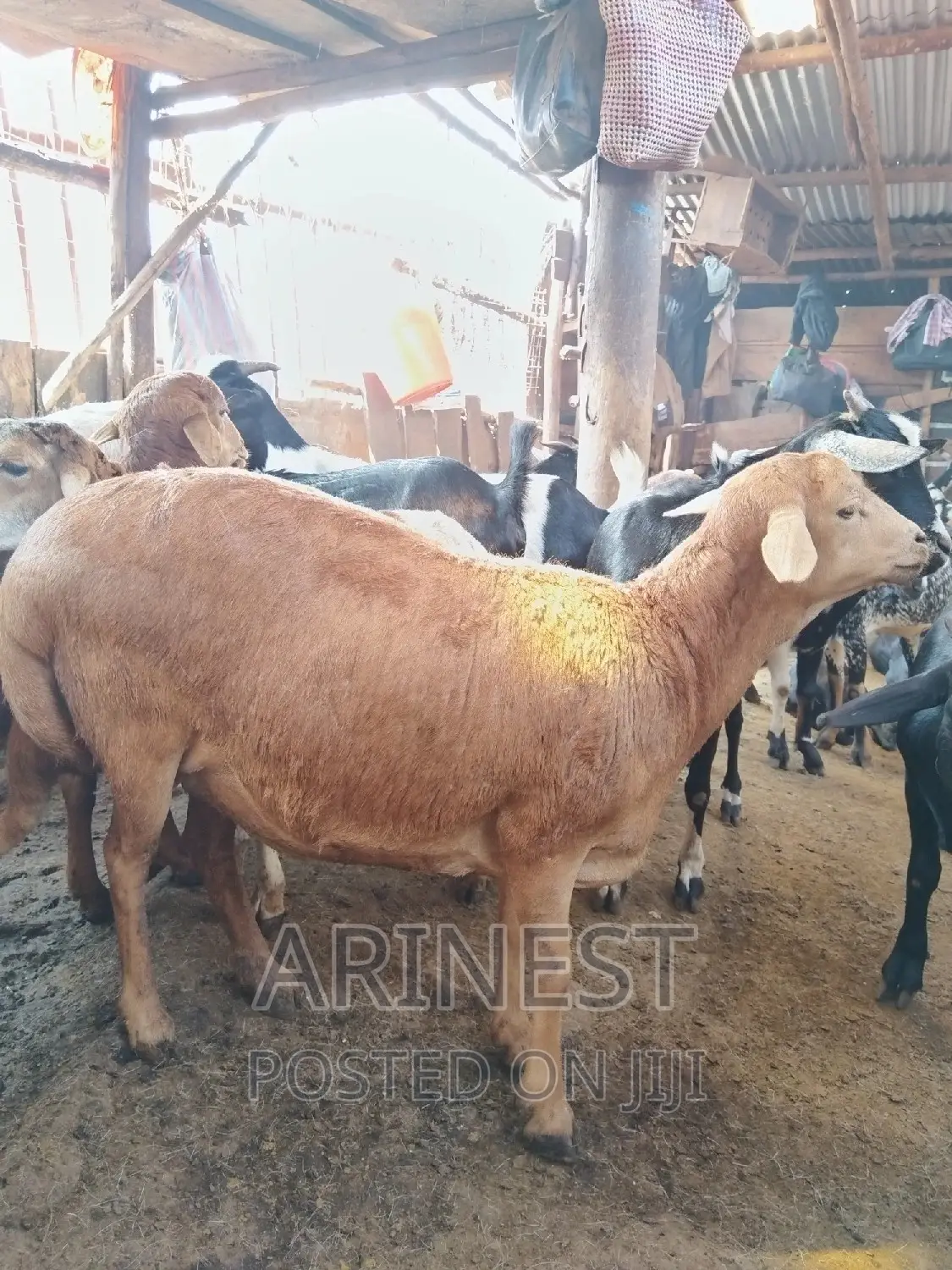 Pregnant Sheep for 2months
