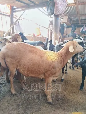 Pregnant Sheep for 2months