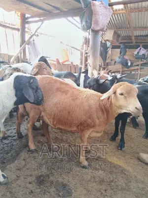 Pregnant Sheep for 2months