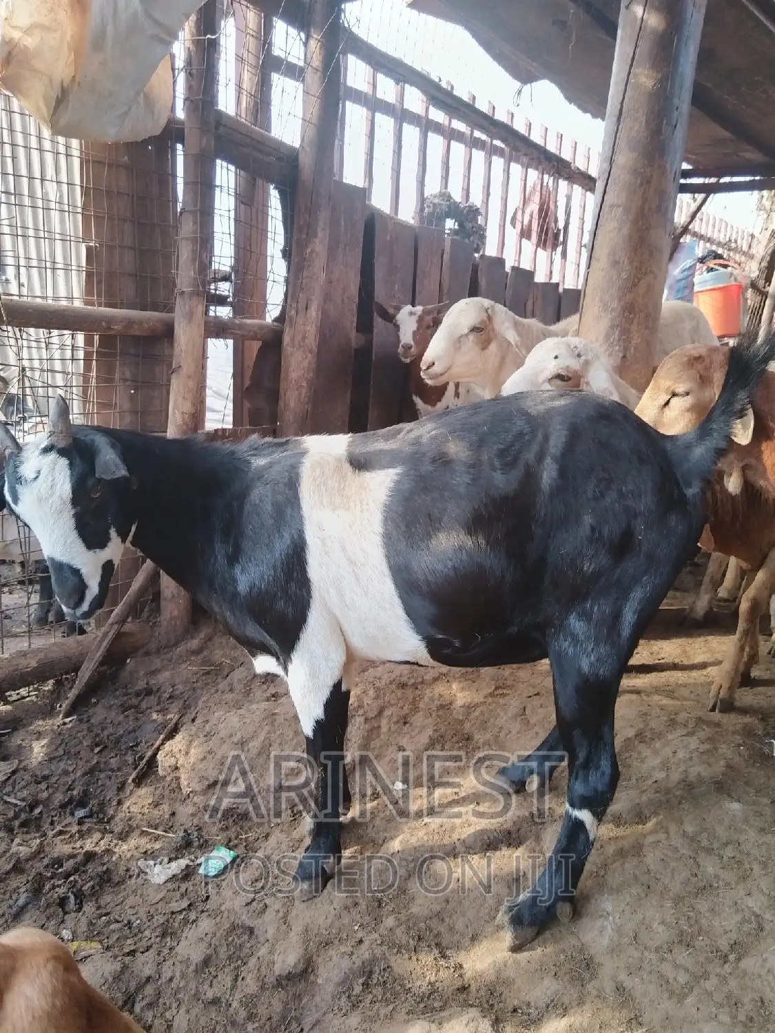 Heavyy Pregnant Goat