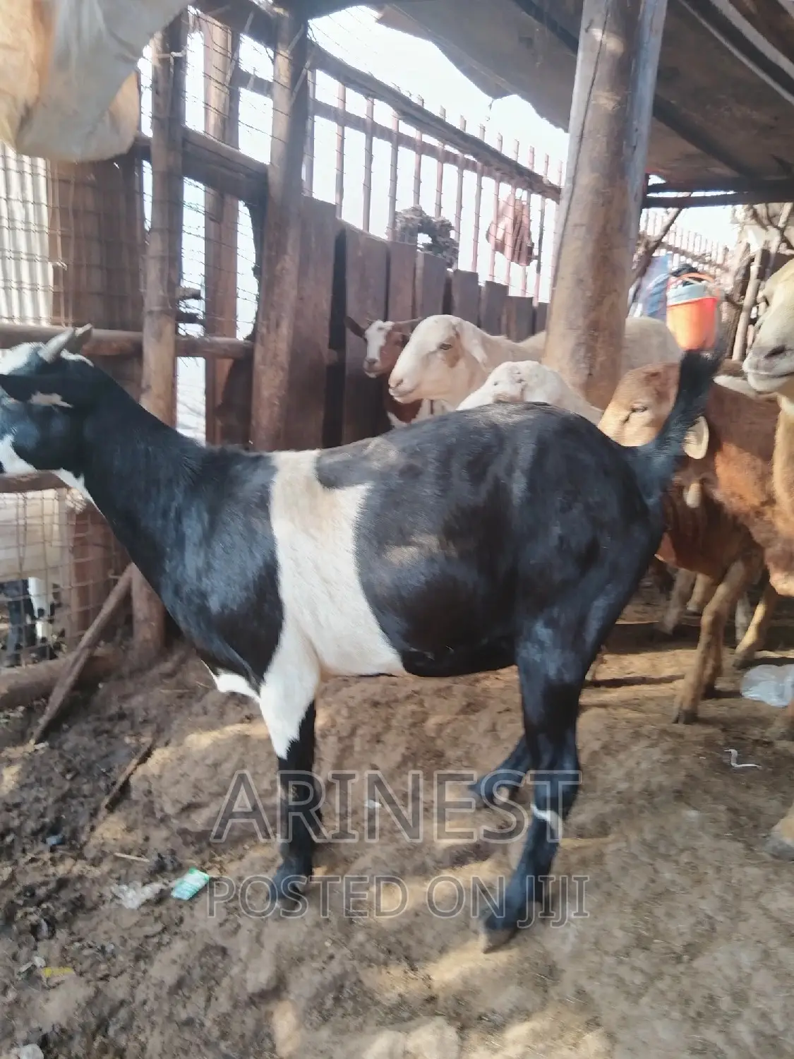 Heavyy Pregnant Goat