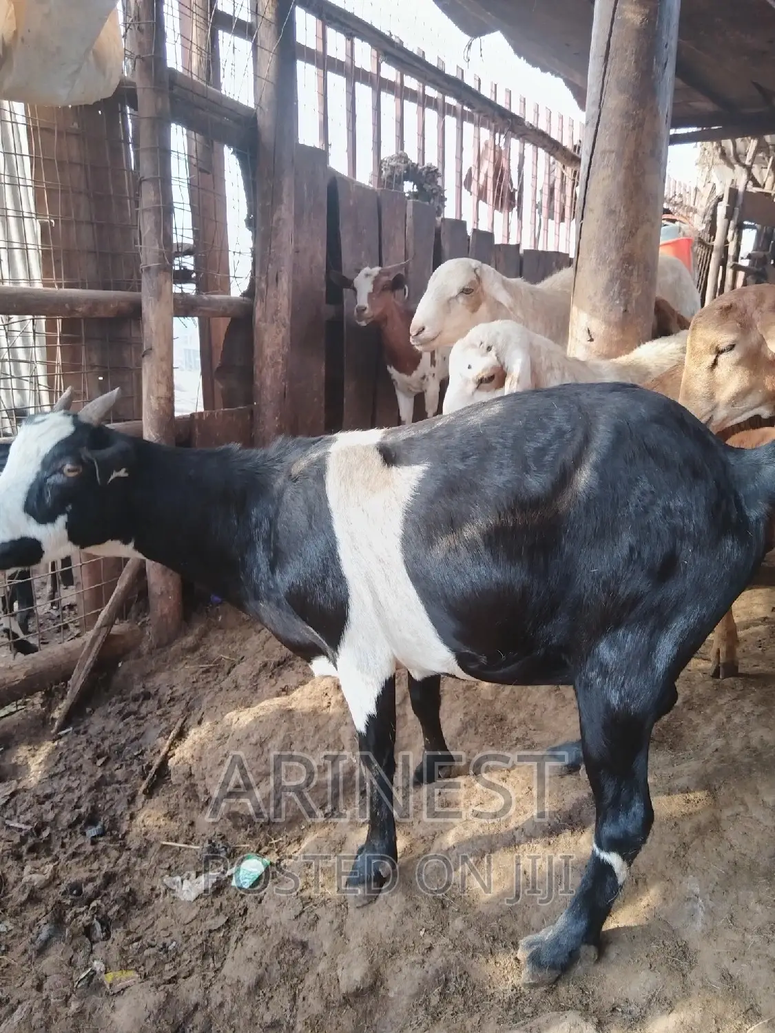Heavyy Pregnant Goat