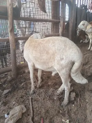 New Hampshire Malle Sheep