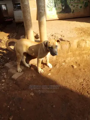 1-3 months Male Purebred Boerboel