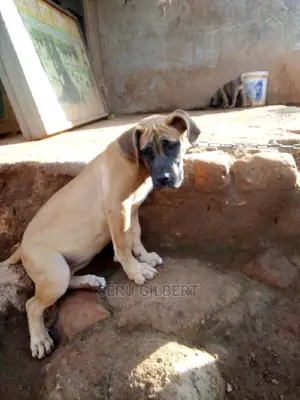 1-3 months Female Purebred Boerboel