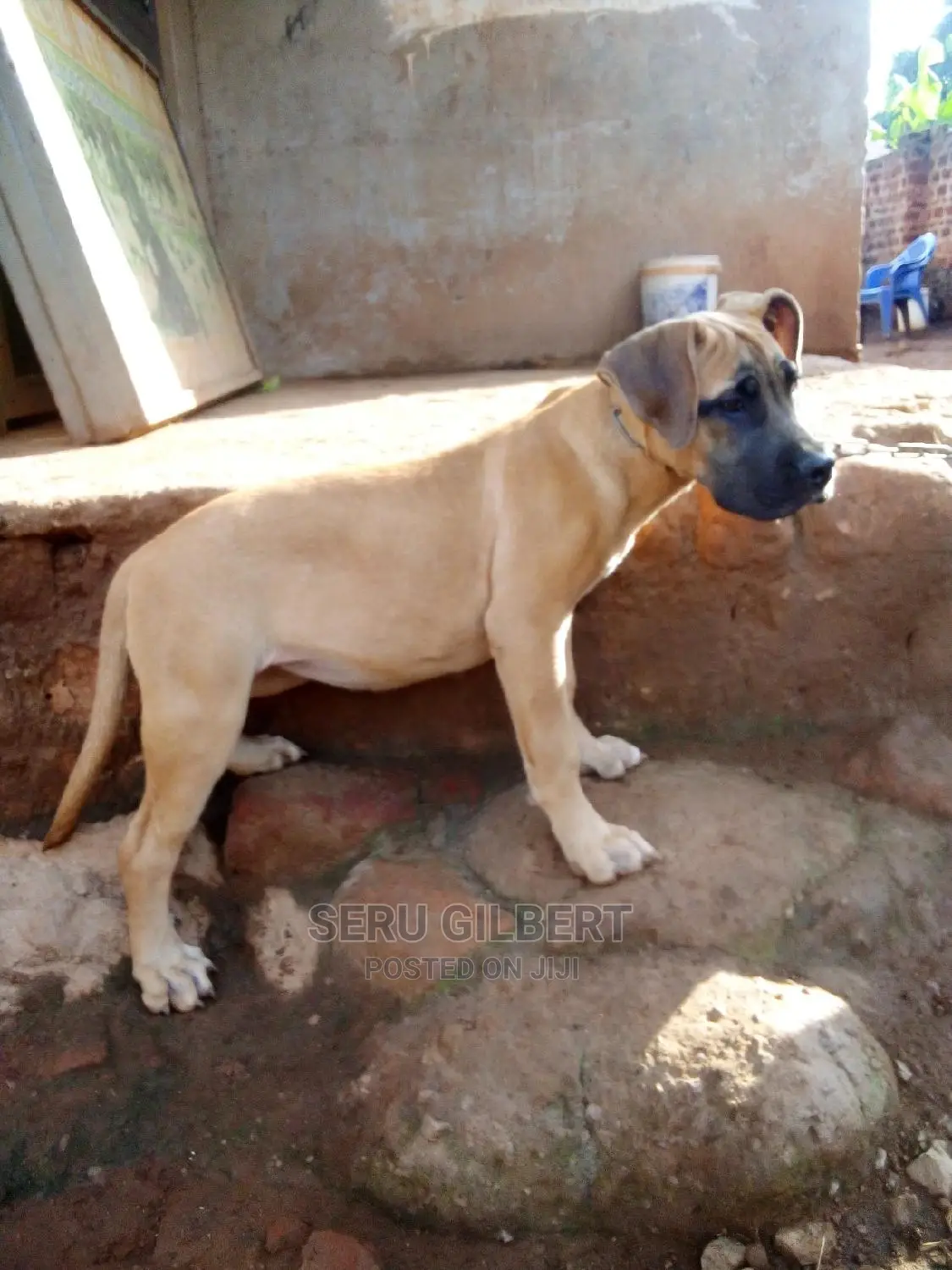 3-6 months Male Purebred Boerboel
