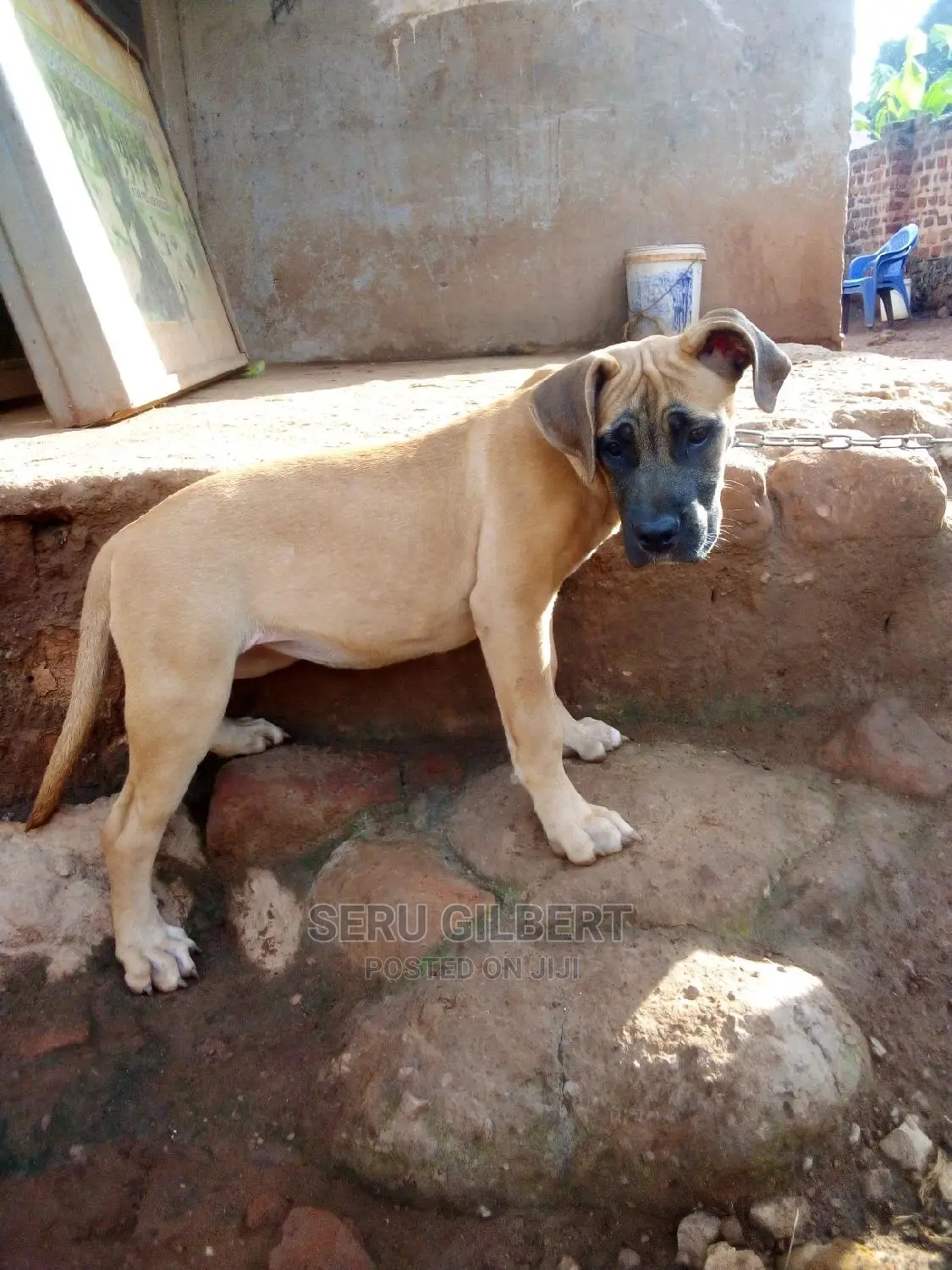 3-6 months Male Purebred Boerboel