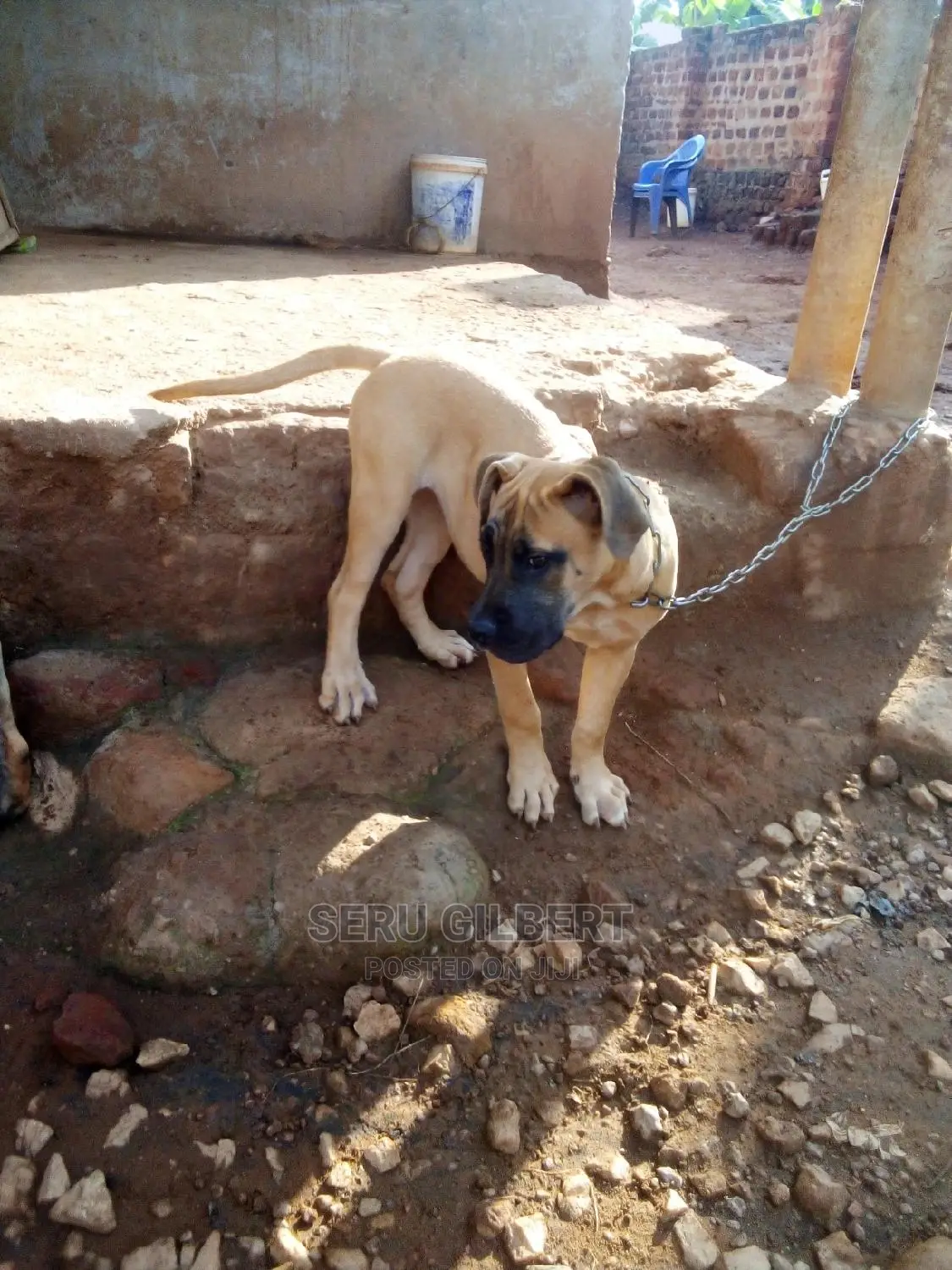 3-6 months Female Purebred Boerboel