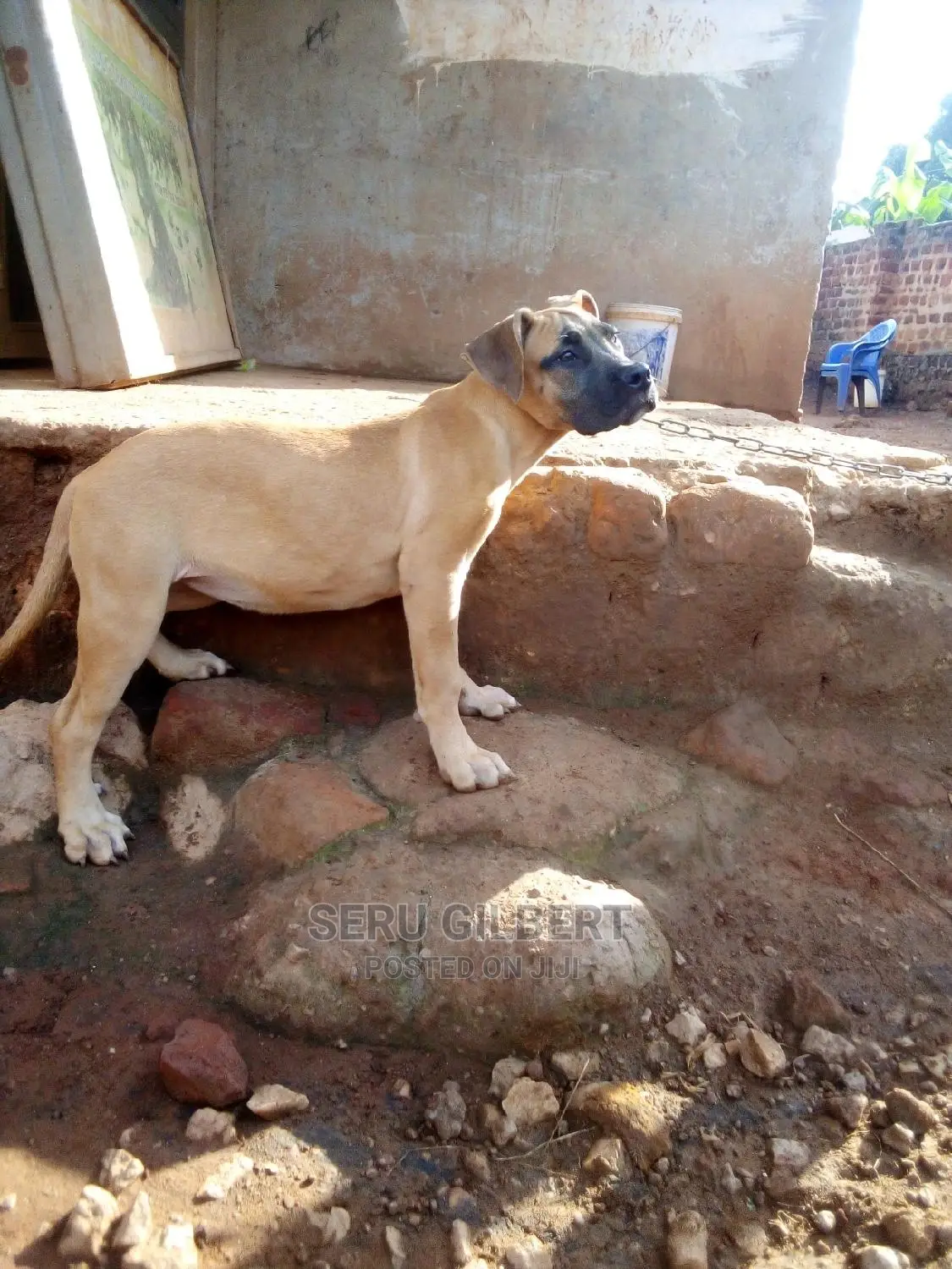 1-3 months Female Purebred Boerboel