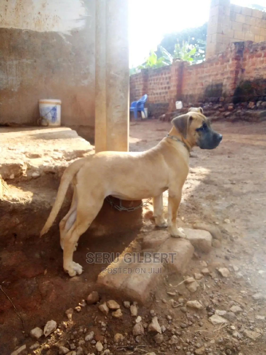 1-3 months Male Purebred Boerboel
