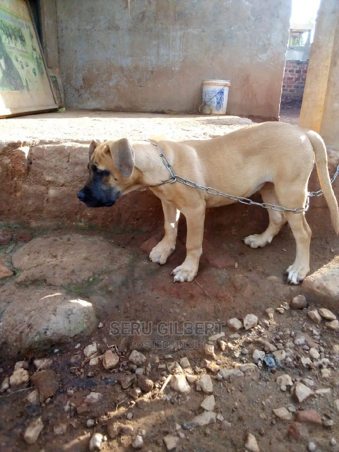 1-3 months Male Purebred Boerboel