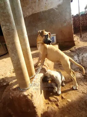 1-3 months Female Purebred Boerboel