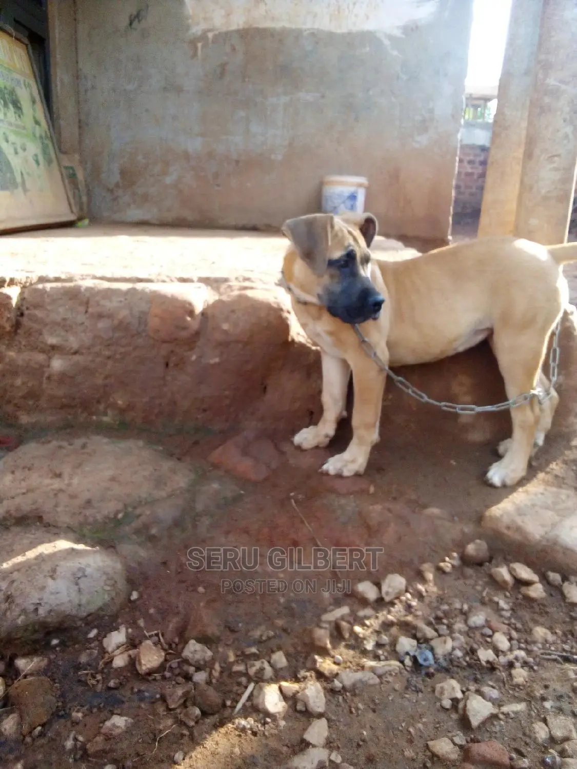 1-3 months Female Purebred Boerboel