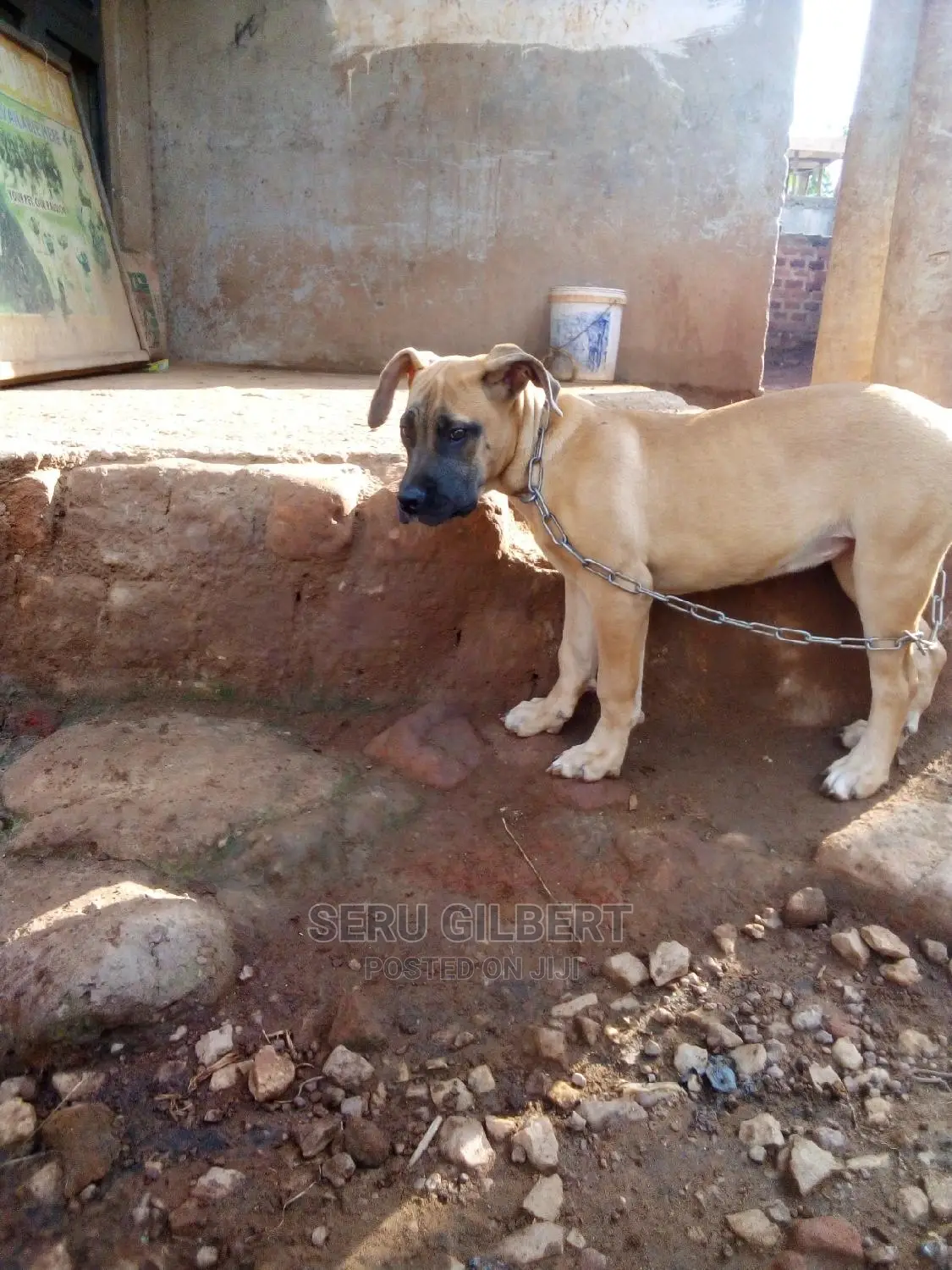 1-3 months Female Purebred Boerboel